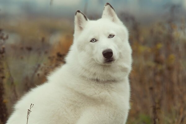 Biały Husky na tle jesiennej trawy