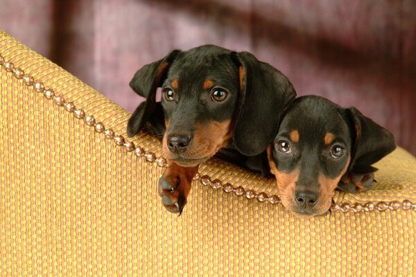 Due cuccioli di bassotto nero