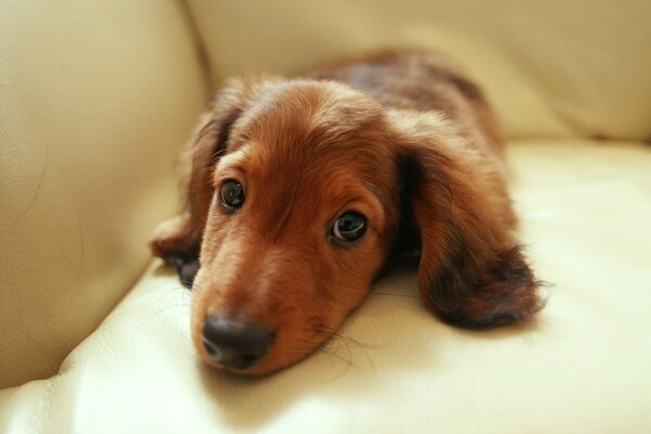 Brown puppy of a shaggy dachshund