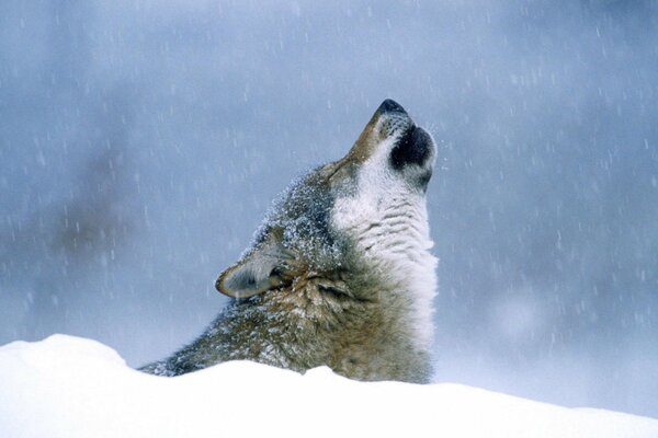 Im Winter heult ein Wolf im Schnee