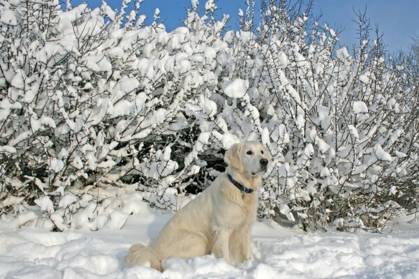 Cane bianco seduto nella neve