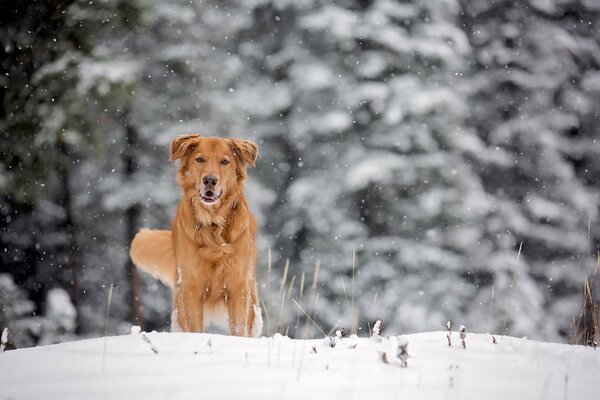 Red dog on white snow