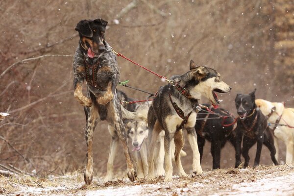 Traîneau à chiens au travail en hiver