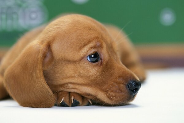 A puppy waiting for his friends