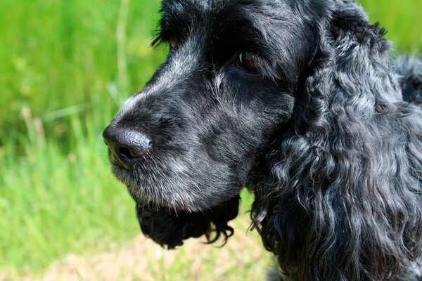 A black dog is standing on the grass