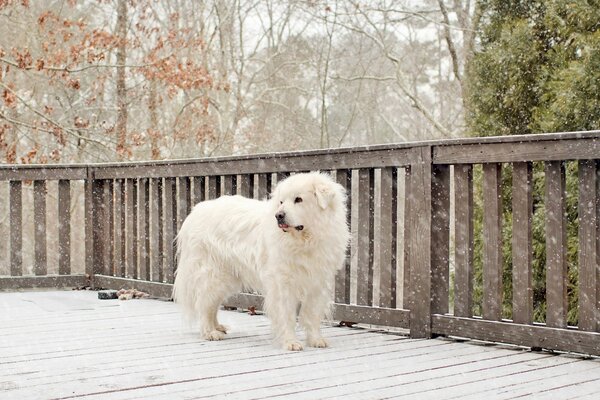 A lonely white dog on the street in winter