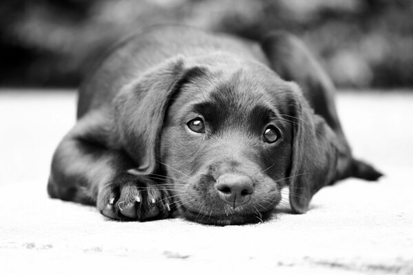 Carino cucciolo nero sdraiato sul pavimento