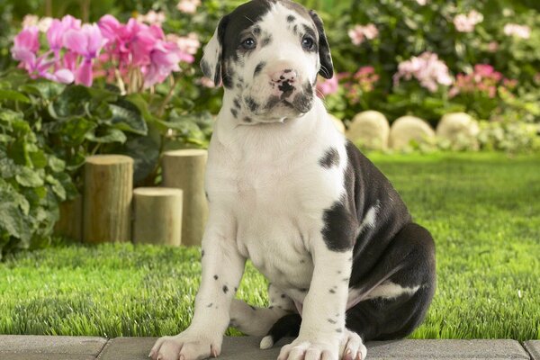 Perro manchado en un hermoso fondo de flores