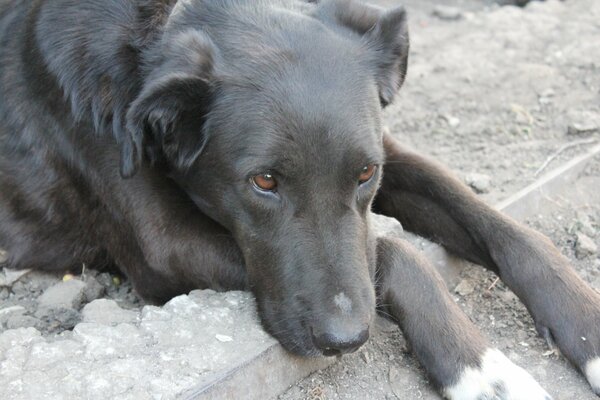 Cane triste sdraiato a terra