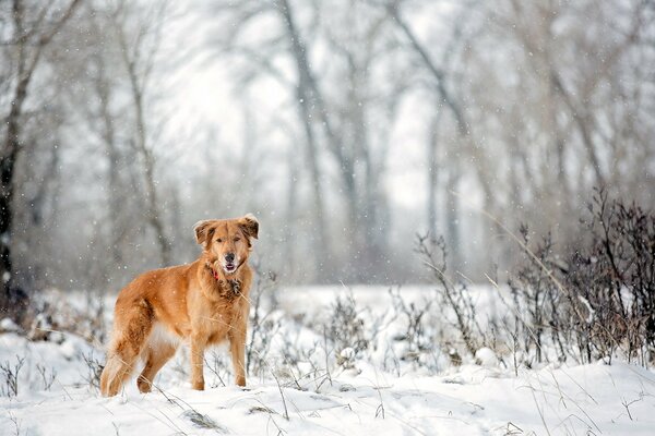 Fidèle chien fidèle dans la forêt d hiver