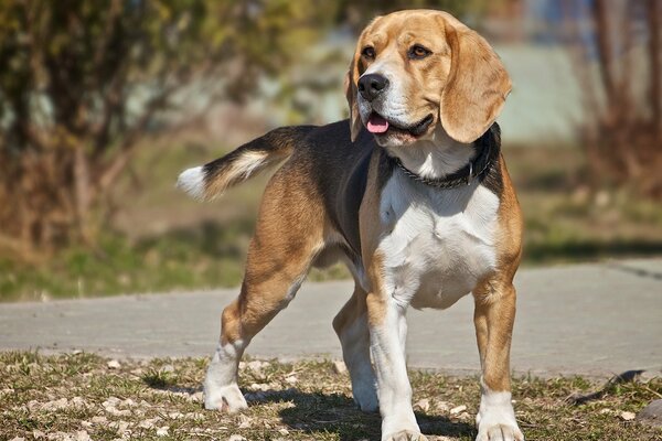 El perro Beagle Mira hacia otro lado