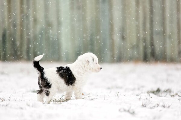 Little black and white puppy sideways