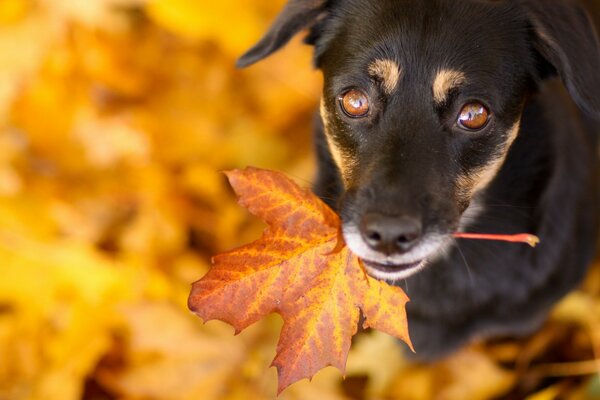 The dog looks sad and holds a leaf