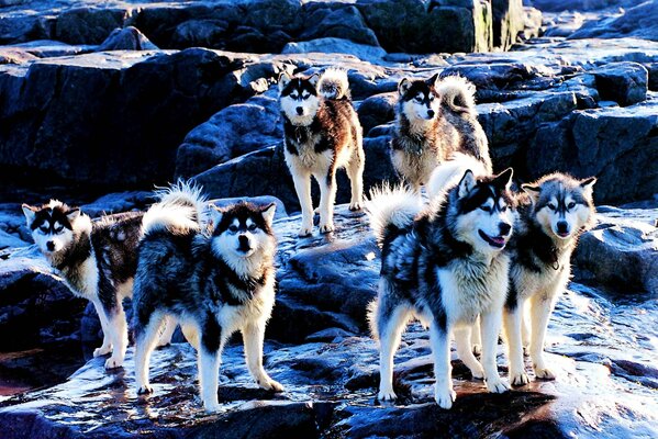 Eine Herde von Husky-Hunderassen. Viele Husky-Hunde