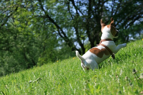 Jack Russell Terrier court sur l herbe verte