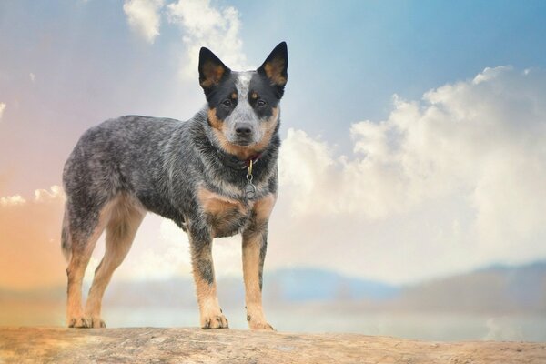 Chien de berger australien avec un regard gentil