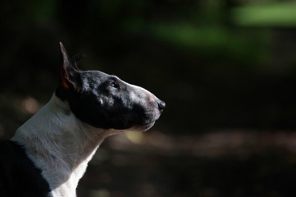 Foto di profilo del bull terrier in bianco e nero