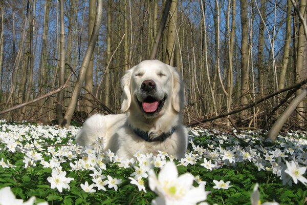 Frühlingsblumen und ein großer Hund