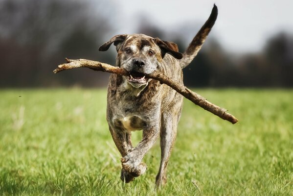 Italienischer Mastiff läuft mit einem Stock