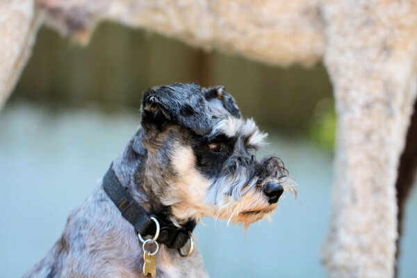 Brooding mongrel dog muzzle