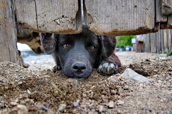 Triste perro negro en el pueblo