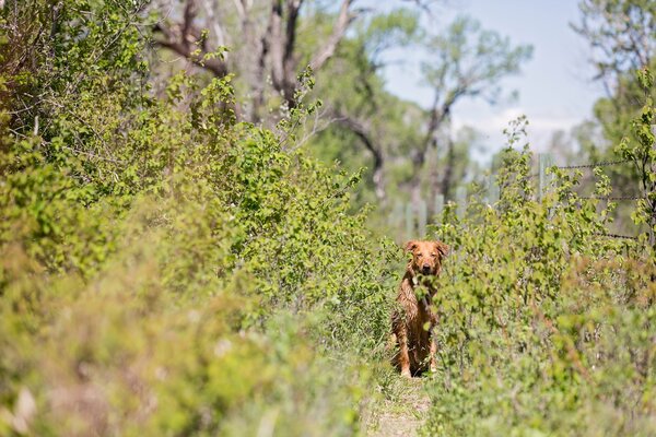 Rothaarige Hund im Sommer im Wald