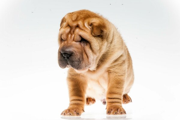 Zbliżenie szczeniaka Shar Pei