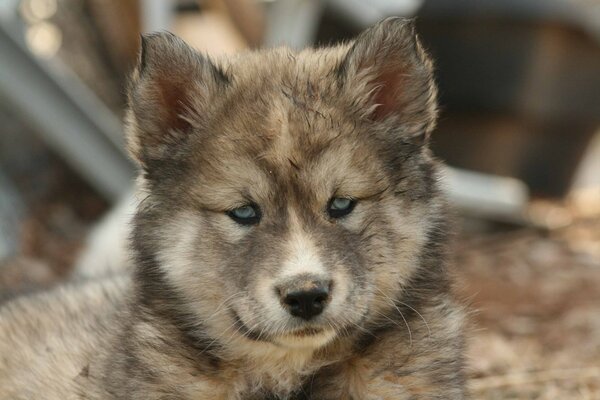 Le chiot Husky a pensé à quelque chose