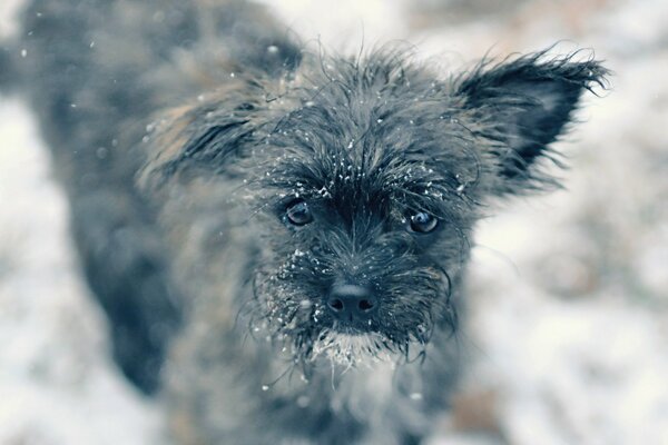 Gefrorener Hund im Schnee mitleidiger Blick