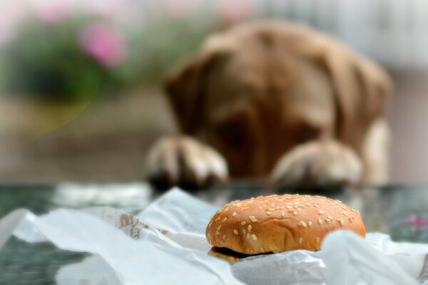 Der Hund bittet um ein Muffin-Essen