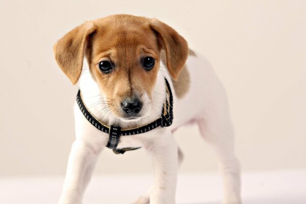 Regard ludique d un petit chien