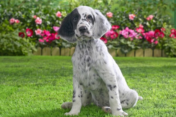 Spotted puppy with a black ear