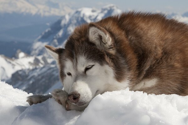 Cane di razza Husky nella neve. Cane in inverno