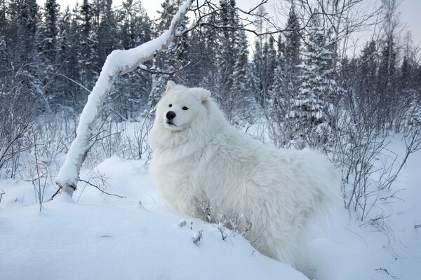 Perro samoyedo blanco contra la nieve blanca