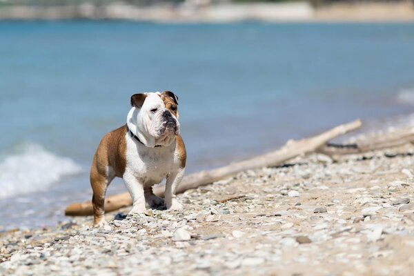 Blick auf eine englische Bulldogge am Flussufer