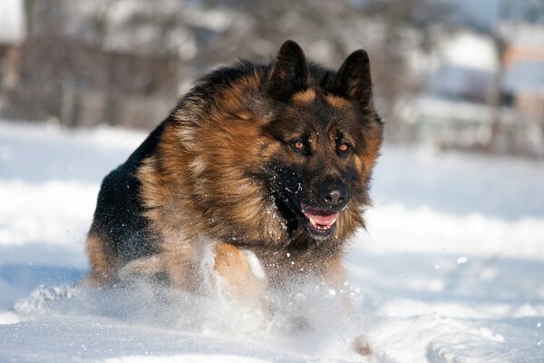 Berger allemand court en hiver sur la neige