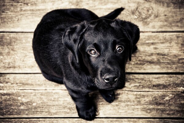 Cachorro negro Mira devotamente a los ojos