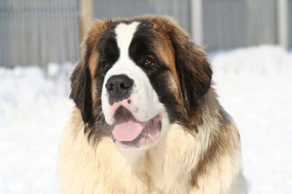 A guard dog in winter with his tongue hanging out