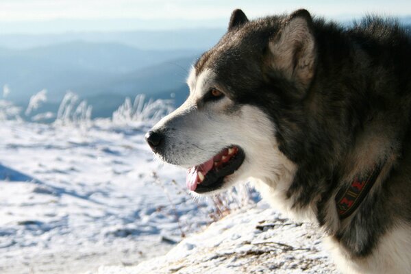 A husky in a collar is standing in the snow