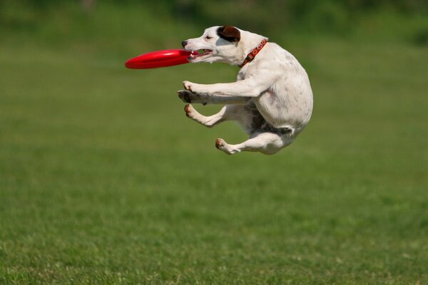 Chien sautant en l air sur l herbe verte