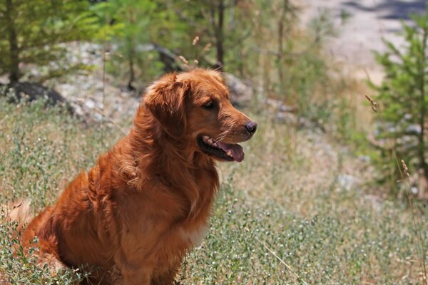 Brown retriever on the background of nature