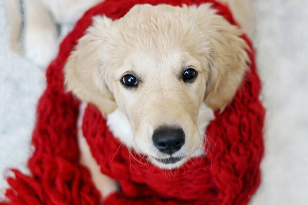 A white dog in a red scarf