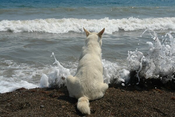 Weißer Hund beobachtet die Wellen