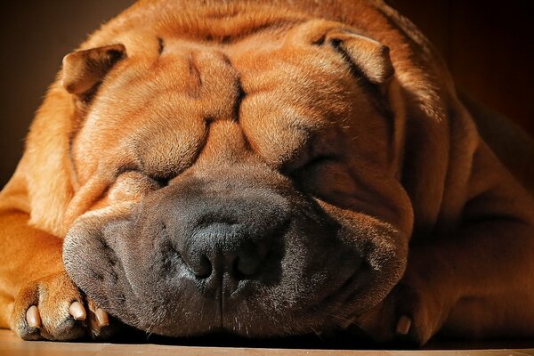 Der Hund Sharpei schläft fest