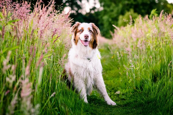 Perro elegante en un hermoso Prado australiano