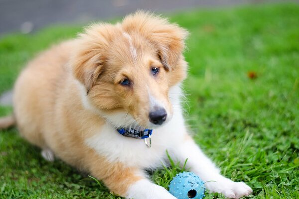 Shetland Shepherd joue avec le ballon