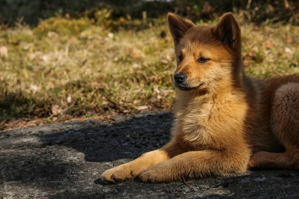 Der ruhige Blick eines liegenden Hundes