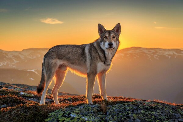 A dog on top of a mountain on the background of sunset