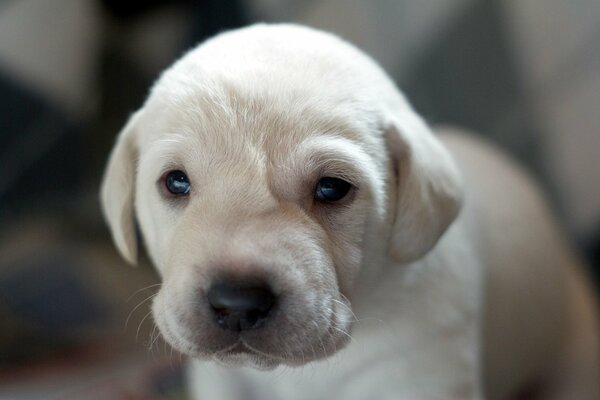 Petit chiot blanc