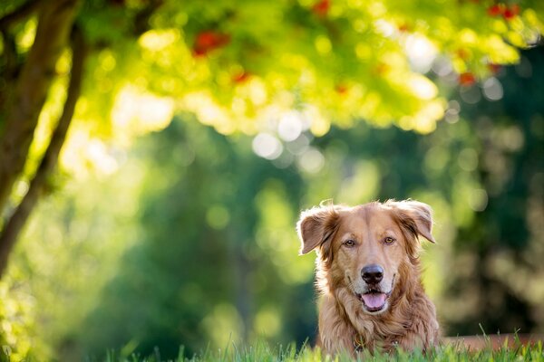 Barbos Shaggy mignon sur la pelouse verte